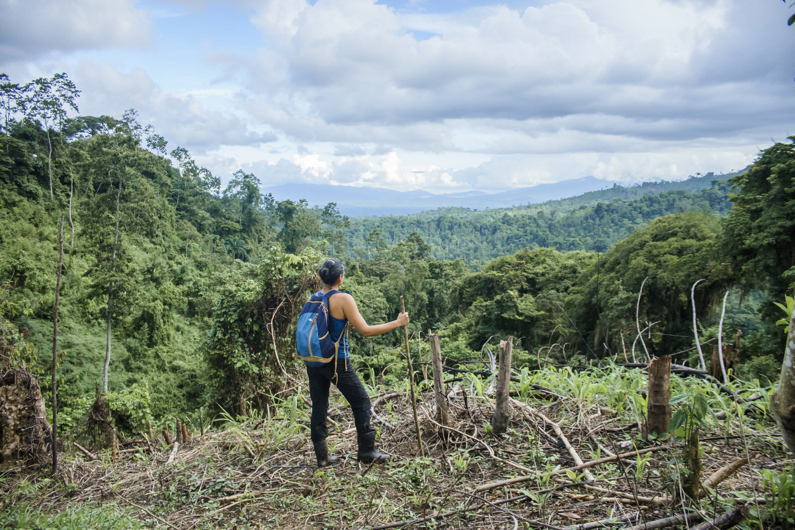 Journey to Light: from the Amazon Rainforest to the Five Great Forests